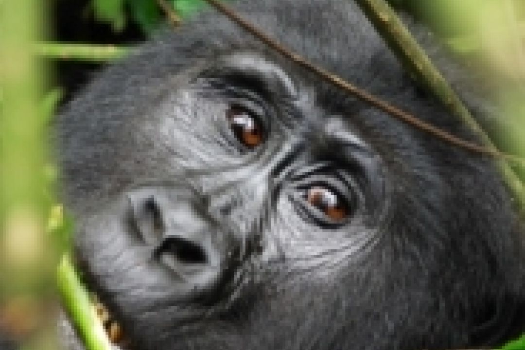 Uganda-wildlife-holidays