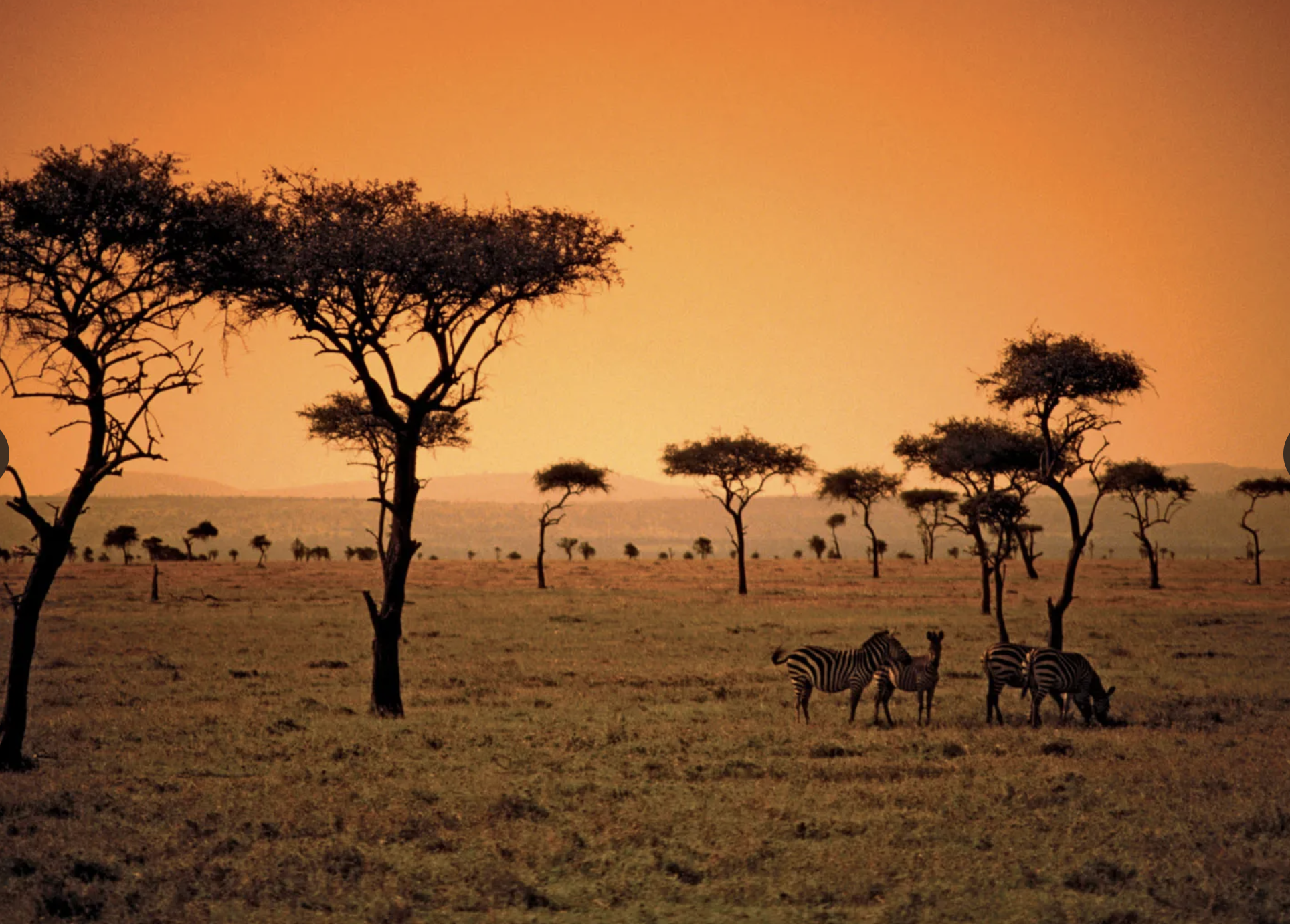 Zebras at sunset