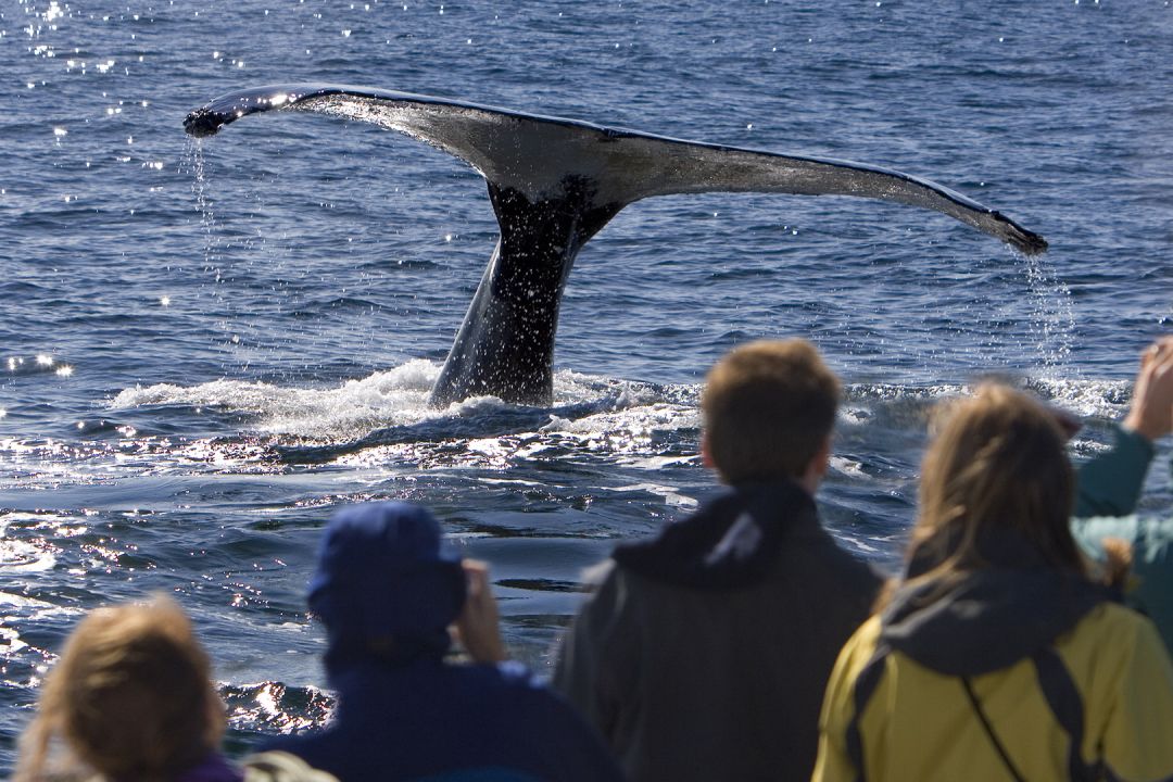 iceland school whale watching