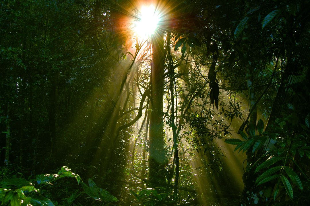 jungle sunlight